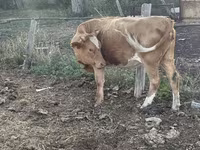 गाय, Latvian Blue cattle — फ़ोटो 3