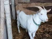 Cabro, Saanen goat — foto 3
