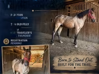 घोड़ी, Rocky Mountain Horse — फ़ोटो 1