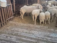 كبش, Merino sheep — الصورة 5
