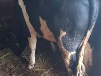 Bulle, Holstein-Rasse — Foto 1
