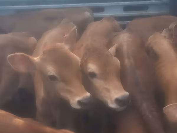 सांड, मवेशी