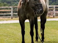 Hengst, Quarter Horse — Foto 8