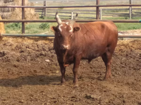 Bull, Kalmyk breed