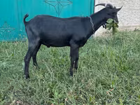 تيس, Murcia-Granada goats — الصورة 3