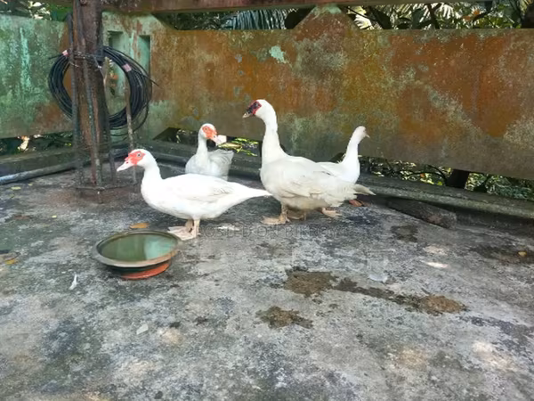 Ducks