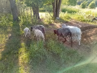 Cabra, Kejobong goat — foto 2