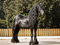 घोड़ा, Friesian — फ़ोटो 5