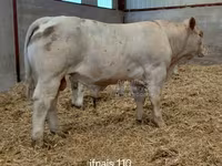 ষাঁড়, Charolais cattle — ছবি 2