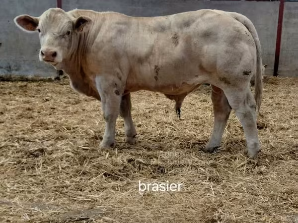 ষাঁড়, Charolais cattle