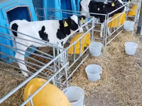 Bulle, Swiss cattle — Foto 3