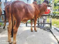 Toro, Ganado vacuno — foto 1