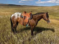 ঘোড়া, Horses of Sable Island — ছবি 2