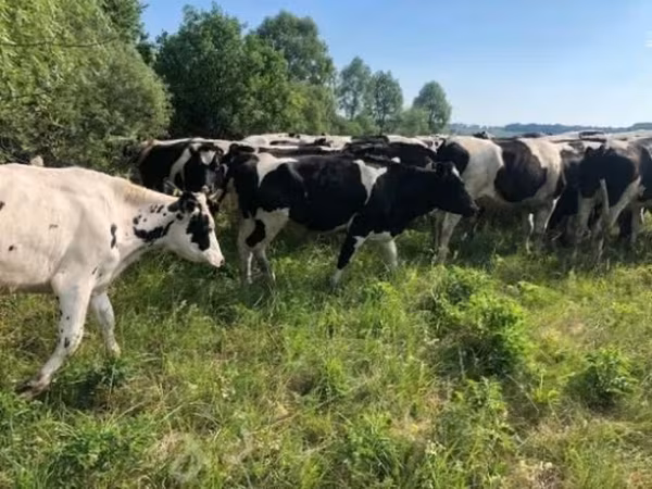 Vaca, Russian Black pied cattle