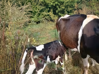 ষাঁড়, গোলস্টাইন জাত — ছবি 2