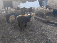 نعجة, Romanov sheep — الصورة 2