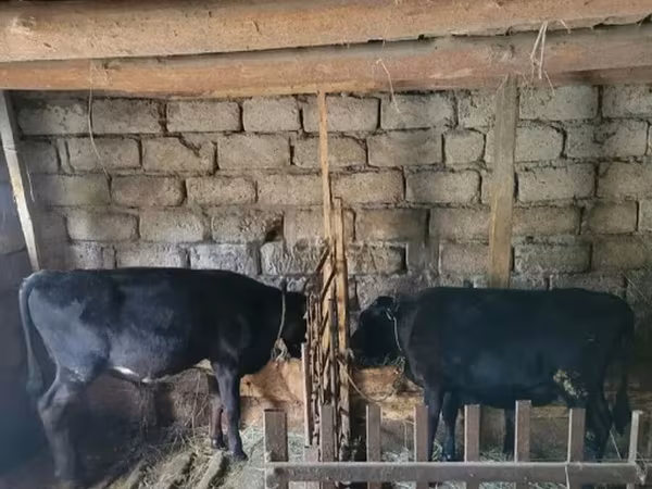 ষাঁড়, গরু