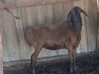 公羊, Hissar sheep — 照片 5