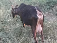 Cabra, Nubian Goat — foto 3