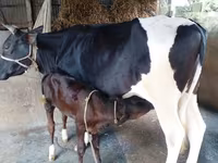 গাভী, বিফালো — ছবি 1