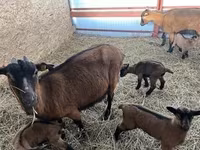 Cabra, Alpine goat — foto 1