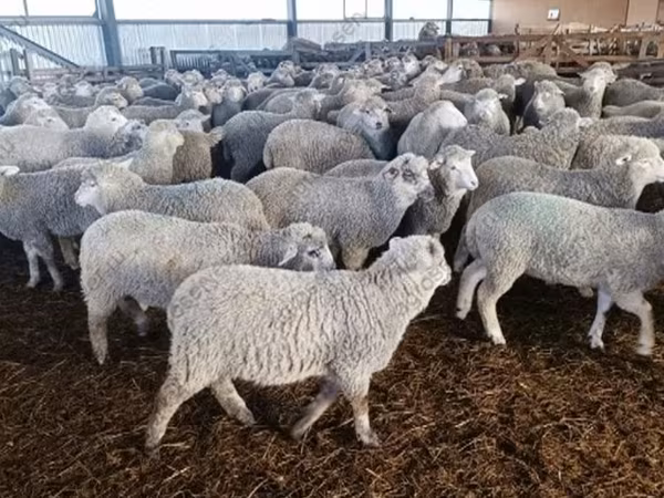نعجة, Kuibyshev sheep