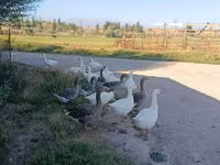 Geese — Foto 1