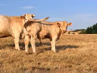 ষাঁড়, Charolais cattle — ছবি 1