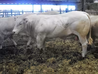 ষাঁড়, Blonde d’Aquitane cattle — ছবি 6