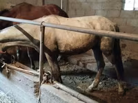 घोड़ा, Horse breed — फ़ोटो 5