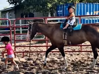 Stute, American paint horse — Foto 8