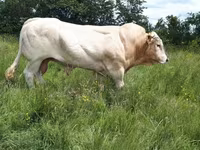 Toro, Blonde d’Aquitane cattle — foto 1