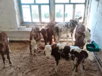 Kuh, Kalmyk-Rasse — Foto 8