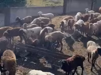 كبش, Hissar sheep — الصورة 4