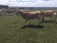 Kuh, Partenaise cattle — Foto 2