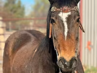 Hengst, Mustang — Foto 3