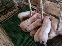 পুরুষ শূকর, শূকর — ছবি 5