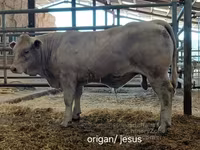 ষাঁড়, Charolais cattle — ছবি 5