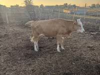 गाय, Latvian Blue cattle — फ़ोटो 4