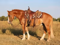 Caballo, Gypsy horse — foto 3