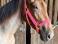 घोड़ी, Rocky Mountain Horse — फ़ोटो 4
