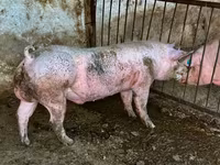 পুরুষ শূকর, শূকর — ছবি 3