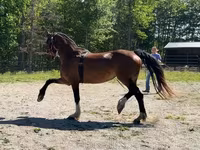 घोड़ी, Dutch warmblood horse — फ़ोटो 3
