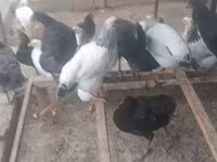 Chickens — ছবি 8