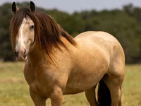 حصان, Gypsy horse — الصورة 2