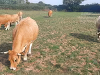 গাভী, Aubrac cattle — ছবি 3