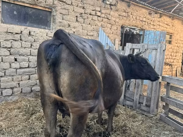 Kuh, Swiss cattle