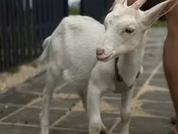 Saanen goat