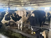 بقرة, Simmental cattle — الصورة 2