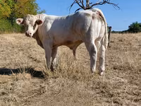 ষাঁড়, Charolais cattle — ছবি 8